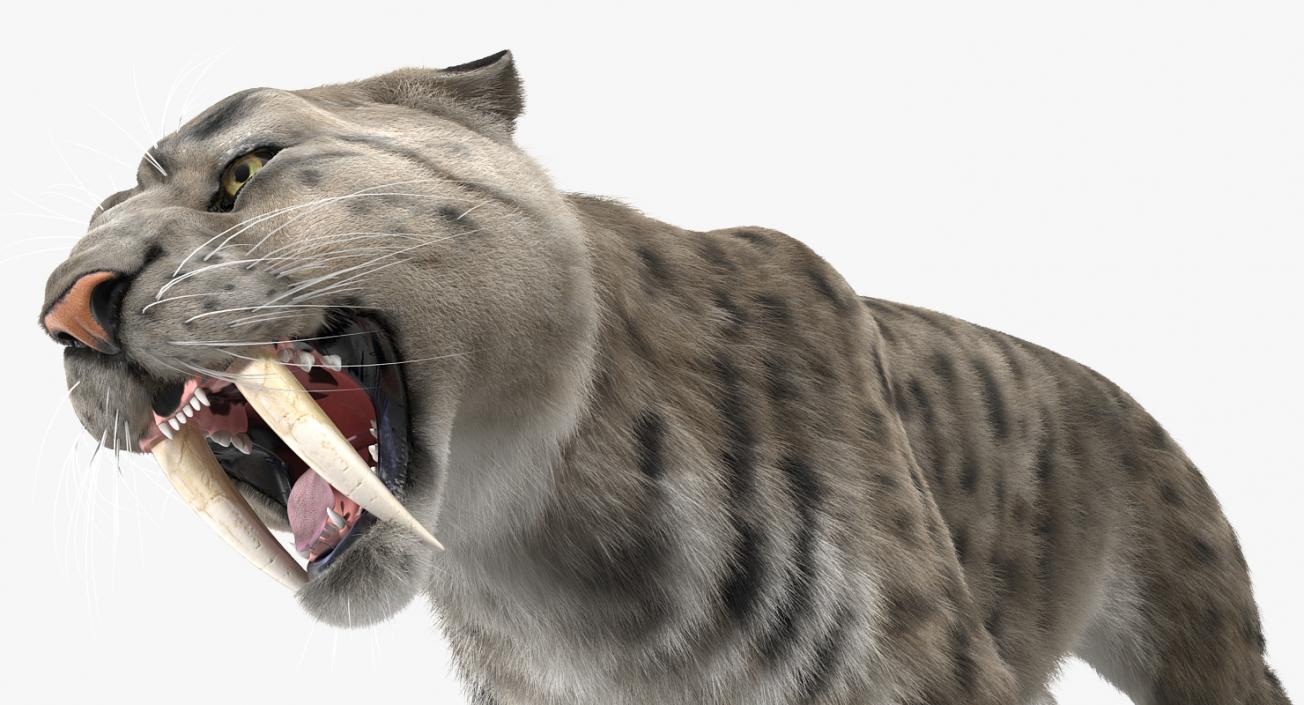 3D Arctic Saber Tooth Cat Growls Pose with Fur model