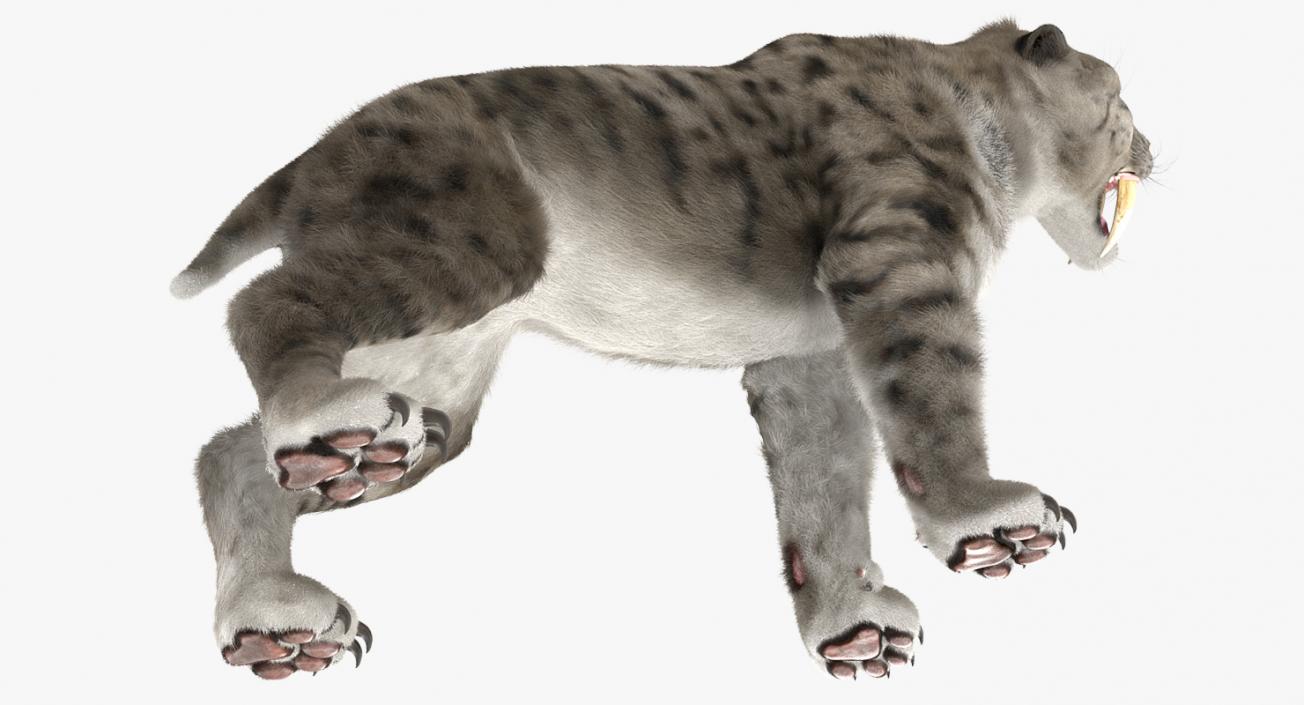 3D Arctic Saber Tooth Cat Growls Pose with Fur model