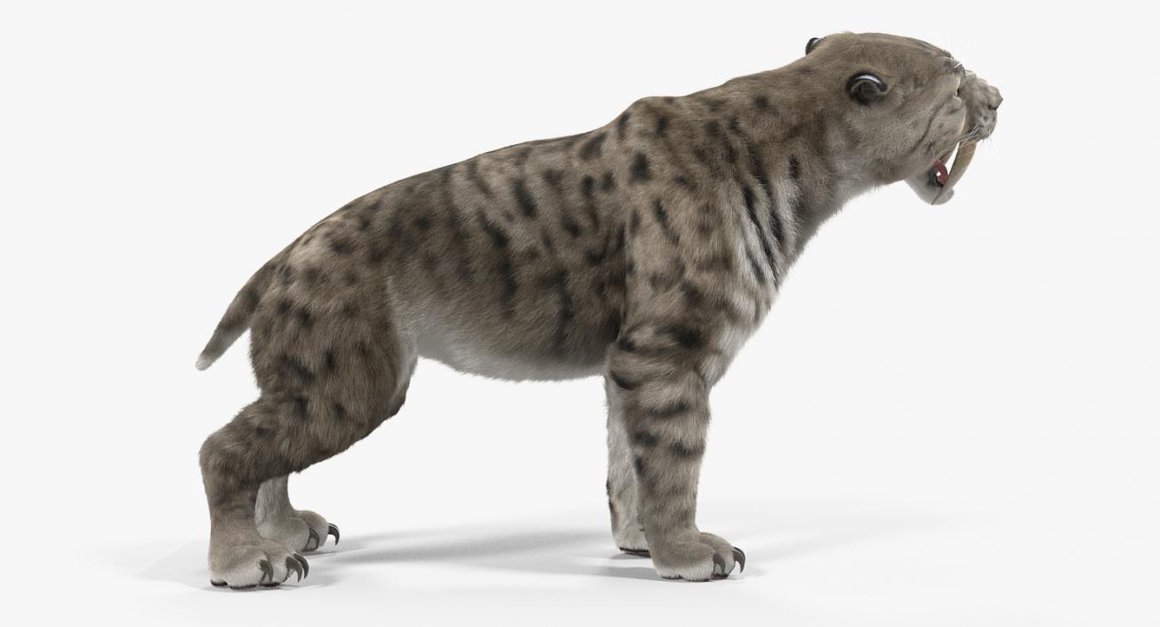 3D Arctic Saber Tooth Cat Growls Pose with Fur model