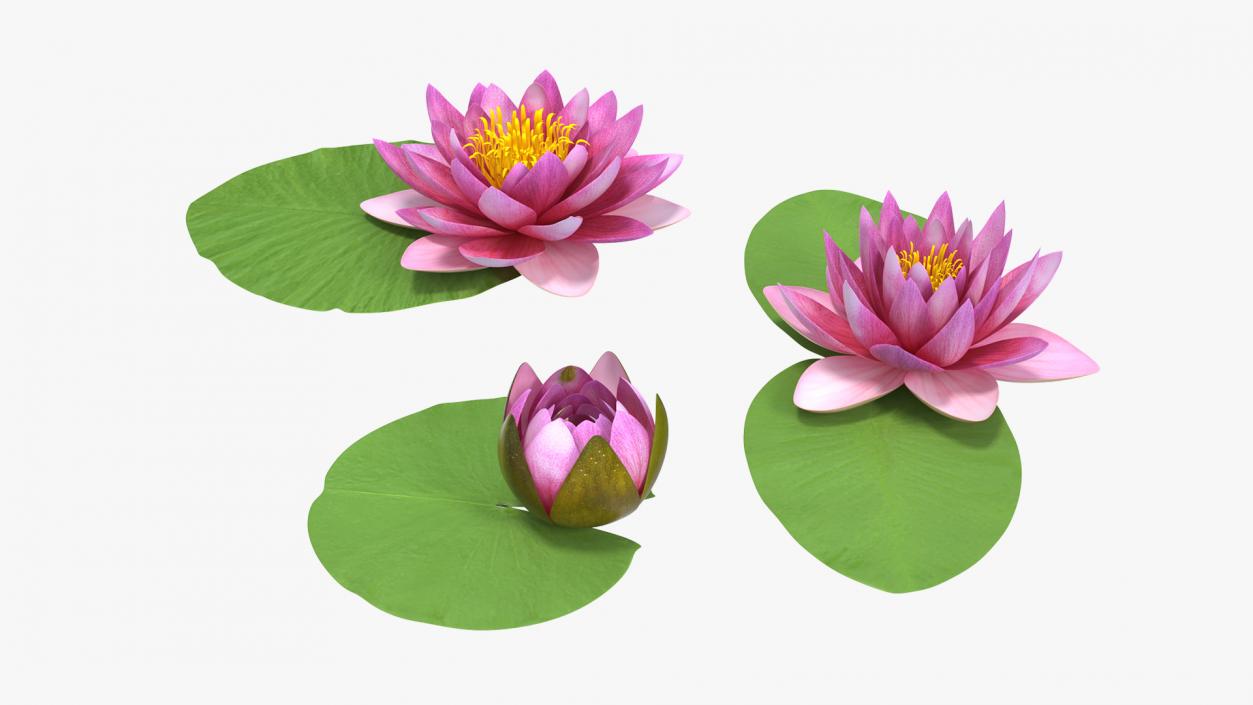 3D Nymphaea Siam Purple Set with Leaves