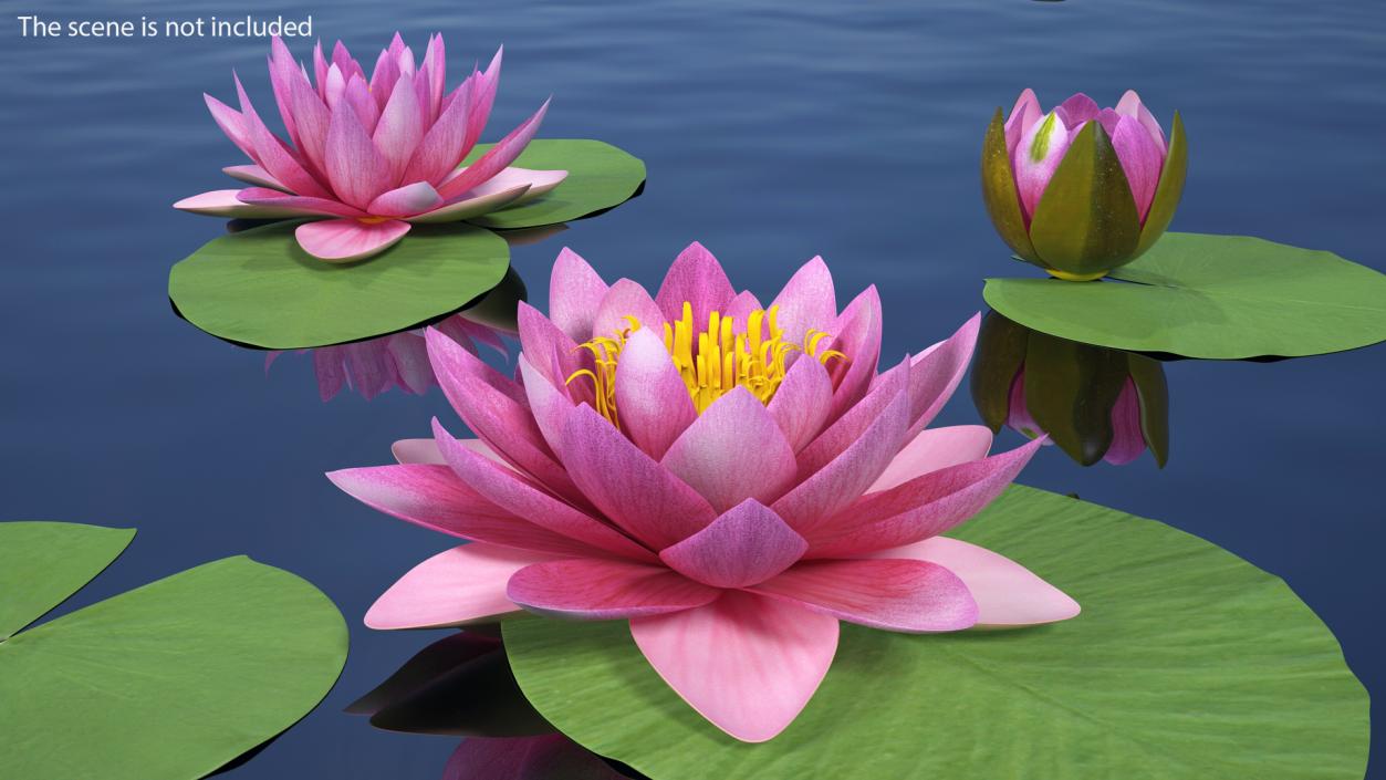 3D Nymphaea Siam Purple Set with Leaves