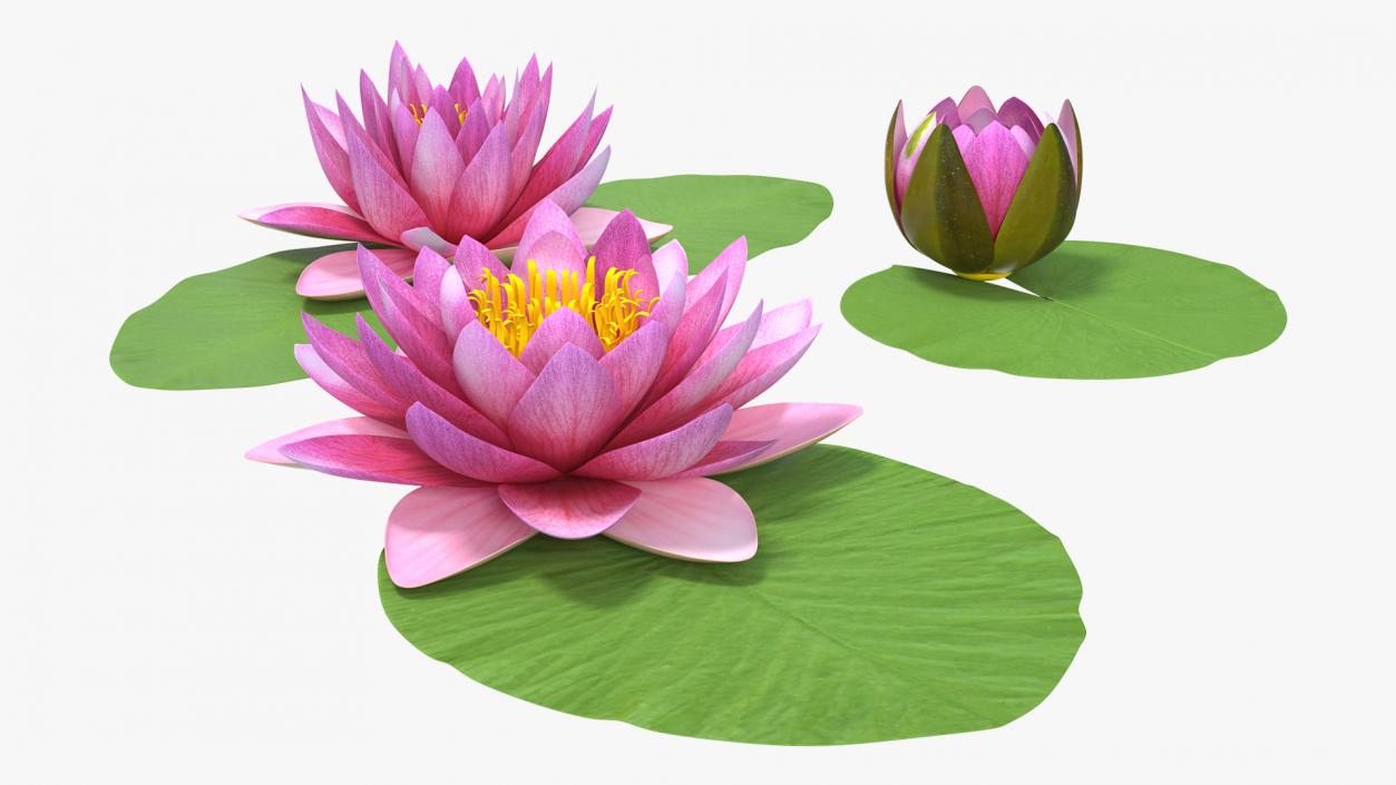 3D Nymphaea Siam Purple Set with Leaves