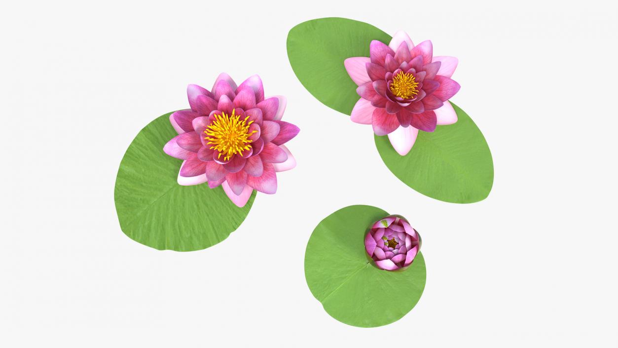 3D Nymphaea Siam Purple Set with Leaves