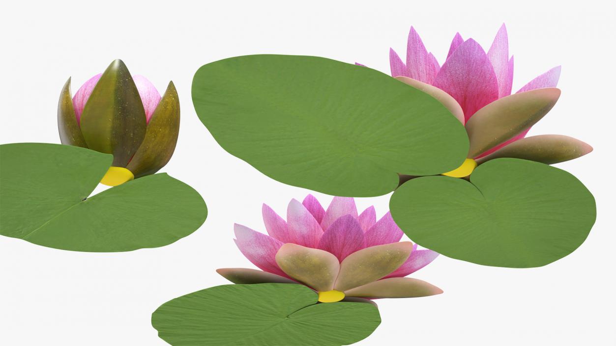 3D Nymphaea Siam Purple Set with Leaves