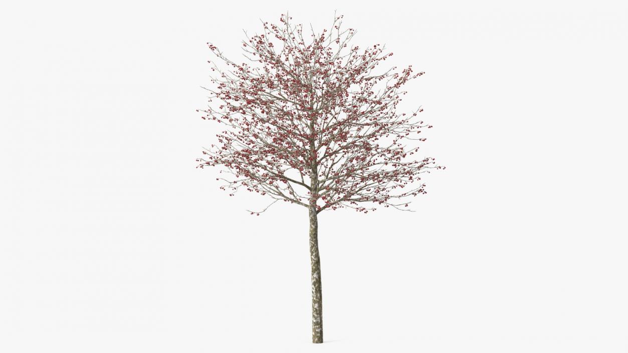 Winter Cockpur Hawthorn Small with Berries 3D