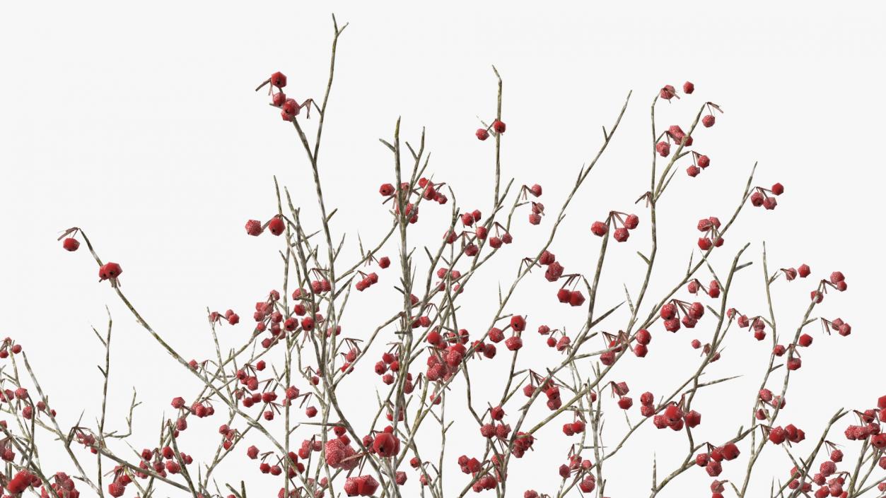 Winter Cockpur Hawthorn Small with Berries 3D