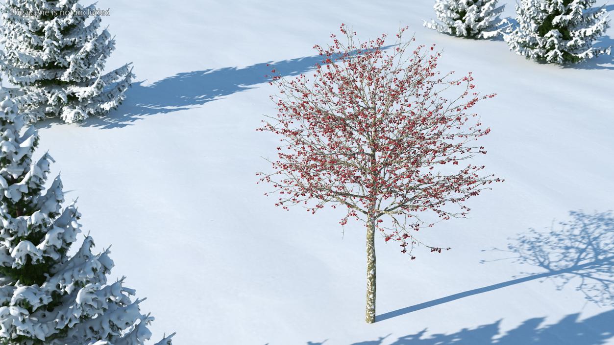 Winter Cockpur Hawthorn Small with Berries 3D