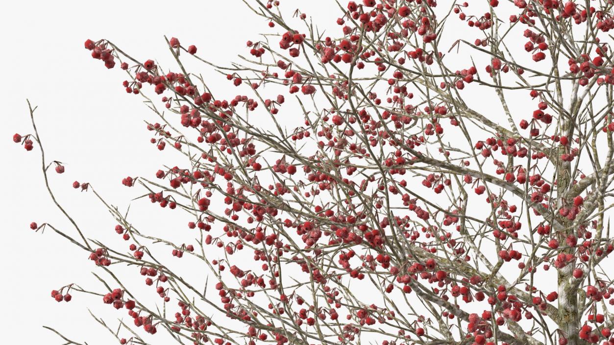 Winter Cockpur Hawthorn Small with Berries 3D