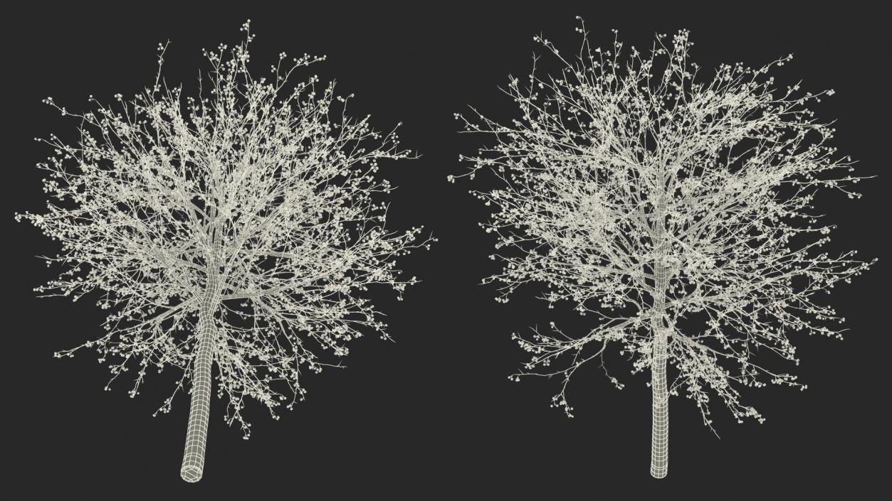 Winter Cockpur Hawthorn Small with Berries 3D