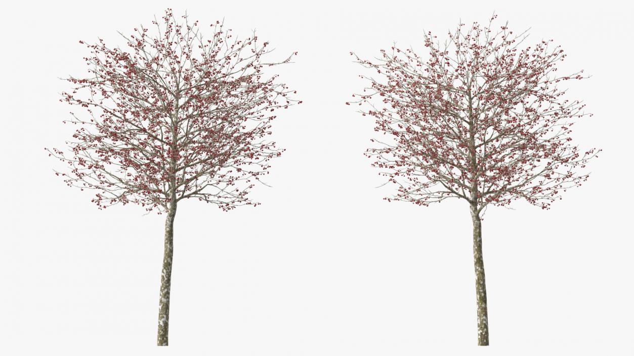 Winter Cockpur Hawthorn Small with Berries 3D