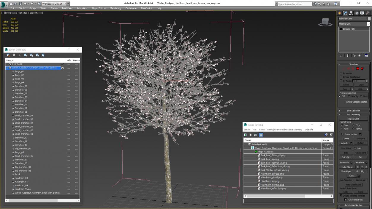 Winter Cockpur Hawthorn Small with Berries 3D