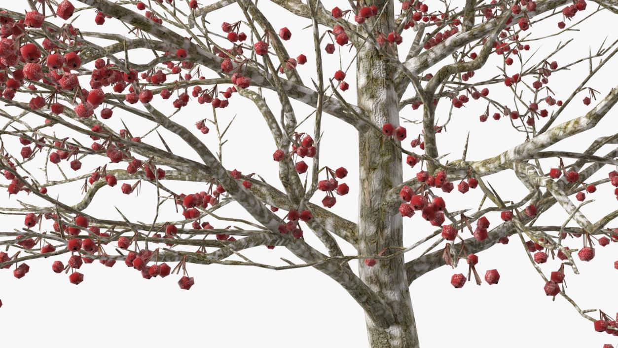 Winter Cockpur Hawthorn Small with Berries 3D