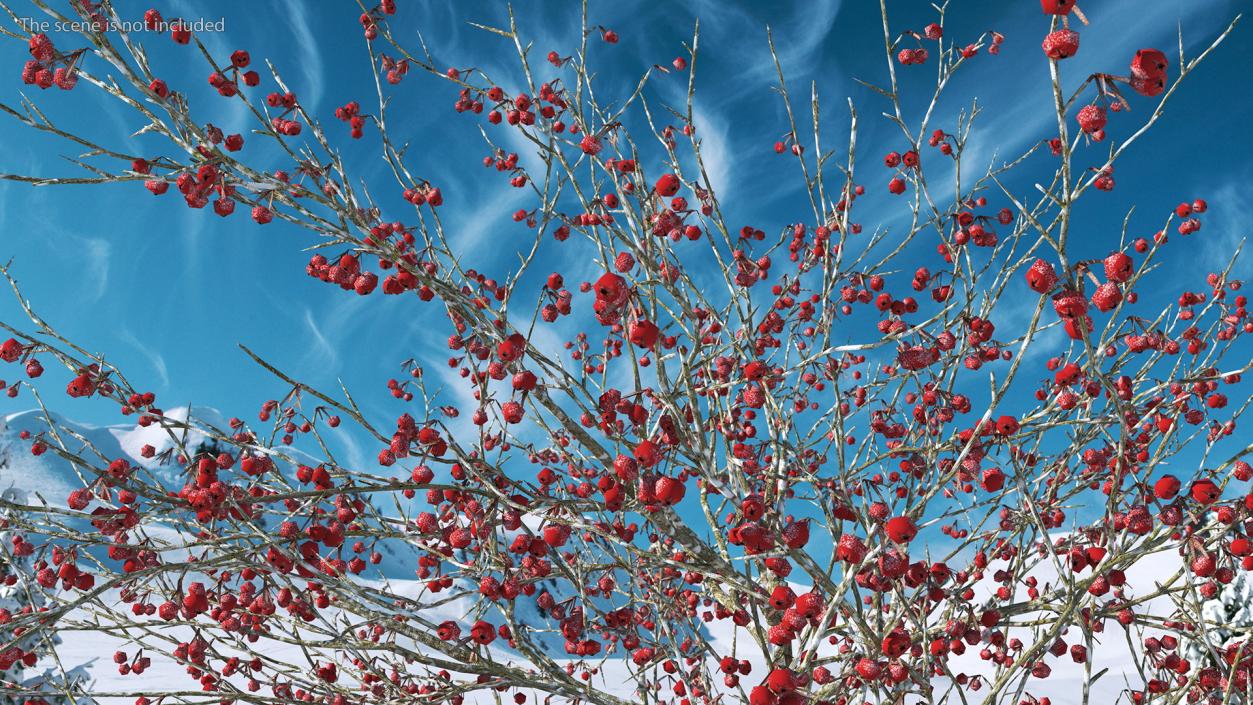 Winter Cockpur Hawthorn Small with Berries 3D