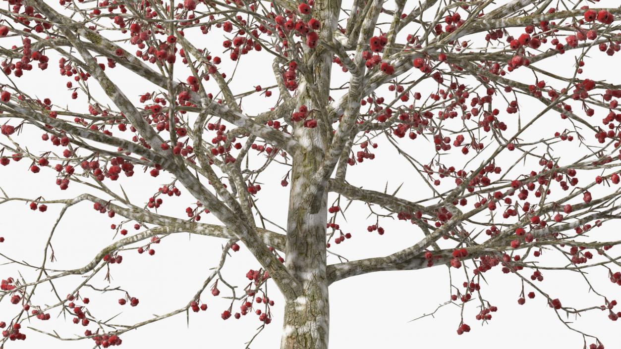 Winter Cockpur Hawthorn Small with Berries 3D