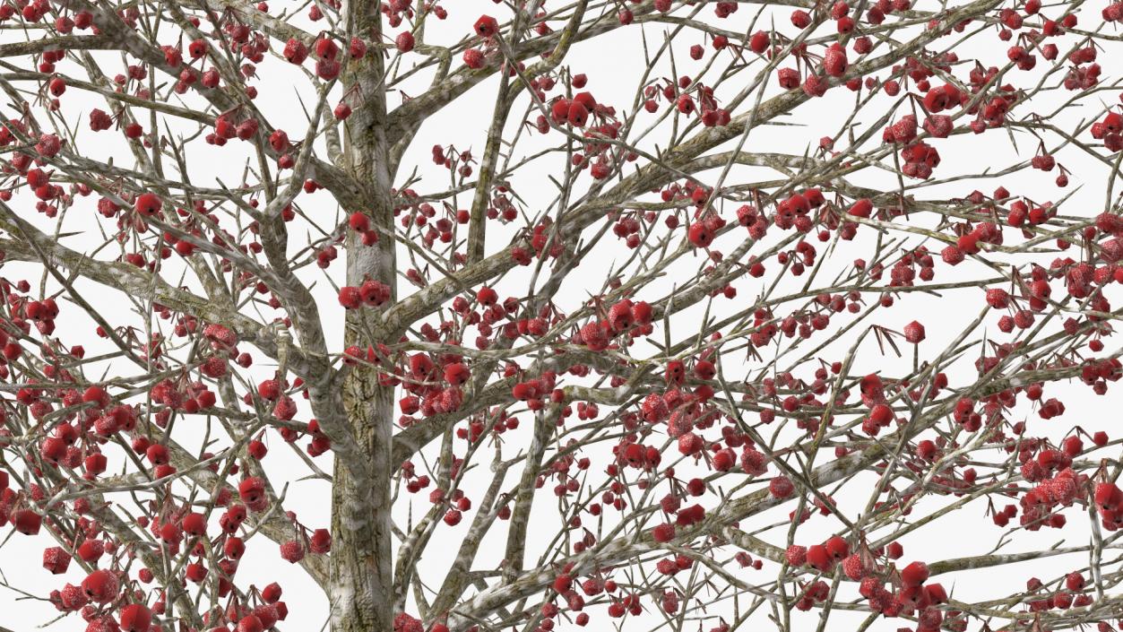 Winter Cockpur Hawthorn Small with Berries 3D