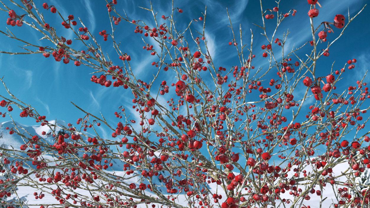 Winter Cockpur Hawthorn Small with Berries 3D