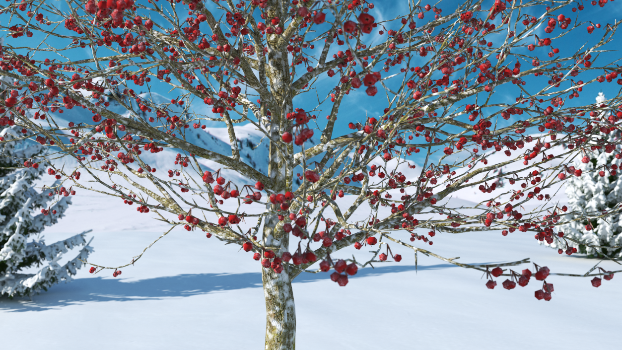 Winter Cockpur Hawthorn Small with Berries 3D