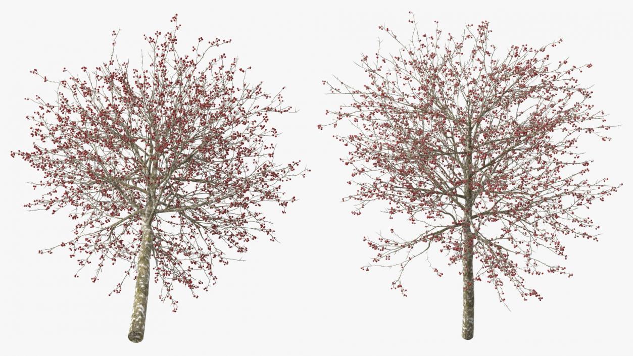 Winter Cockpur Hawthorn Small with Berries 3D