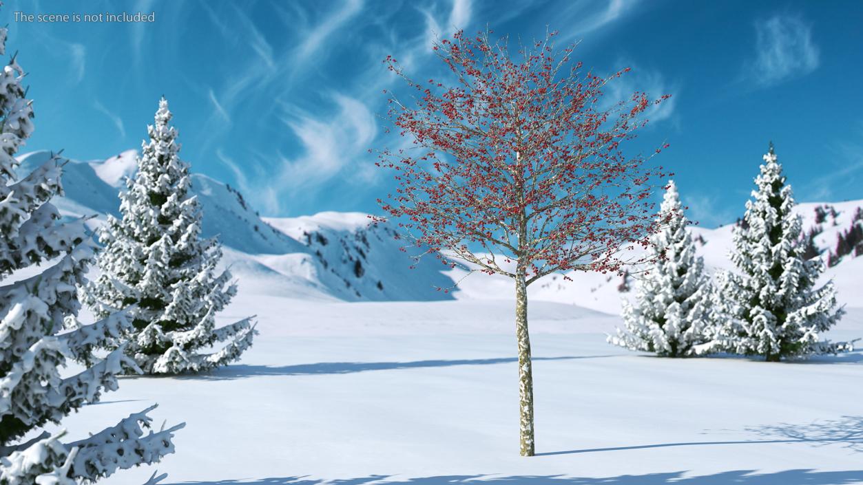 Winter Cockpur Hawthorn Small with Berries 3D