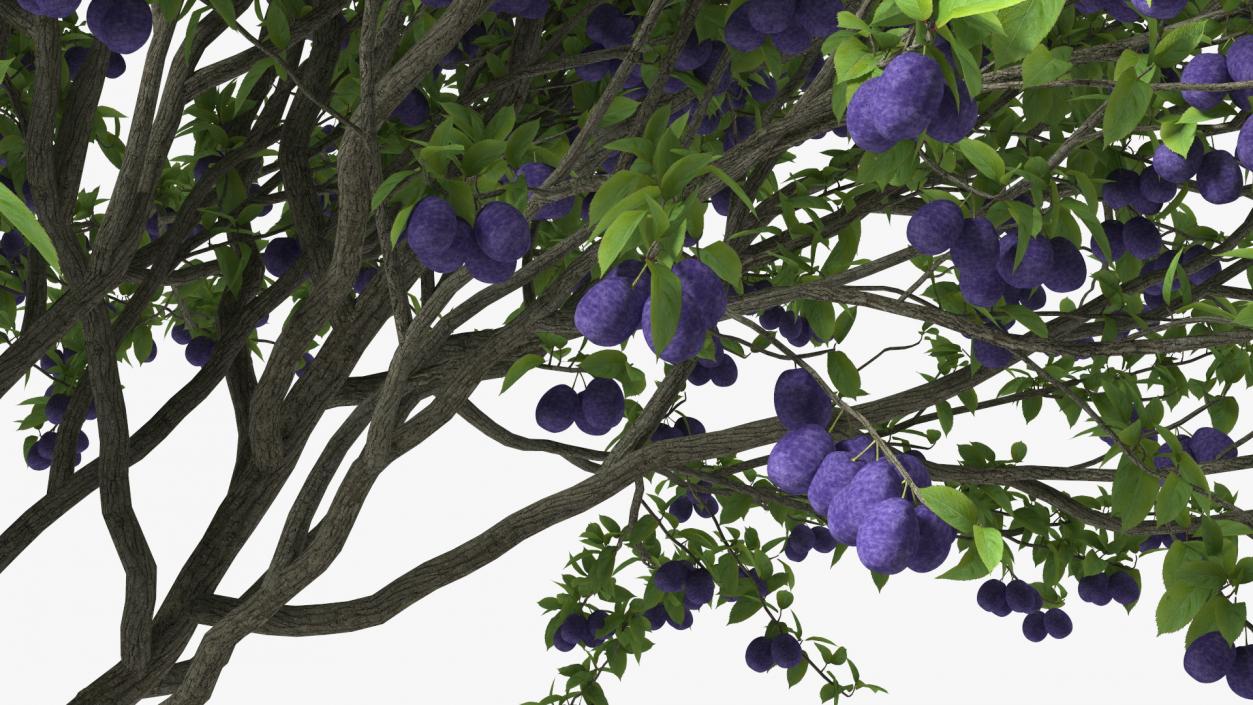 3D Plum Tree Purple Fruits model