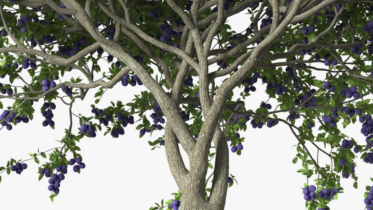 3D Plum Tree Purple Fruits model