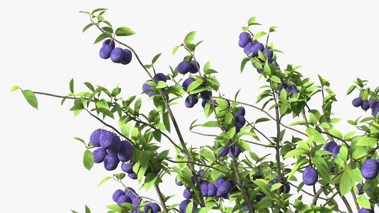 3D Plum Tree Purple Fruits model