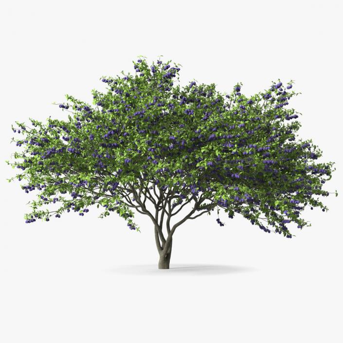 3D Plum Tree Purple Fruits model