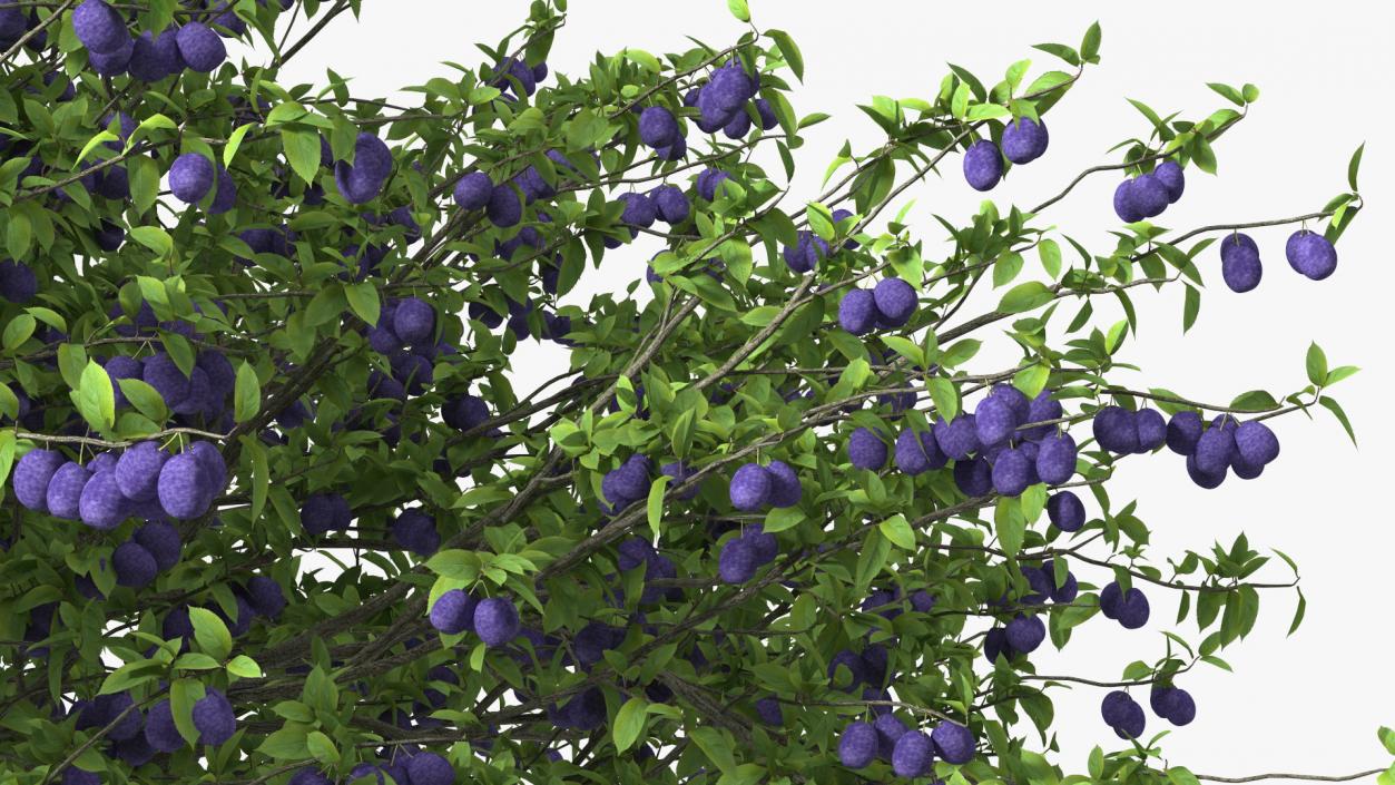 3D Plum Tree Purple Fruits model