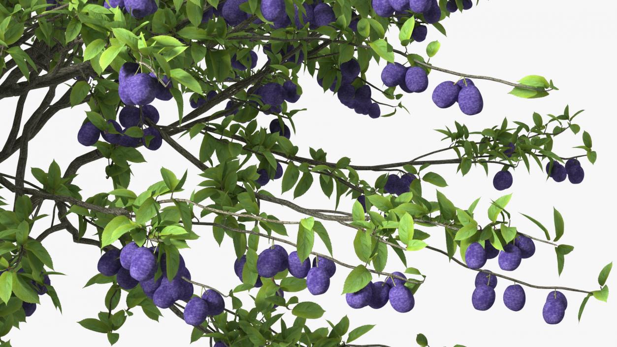 3D Plum Tree Purple Fruits model