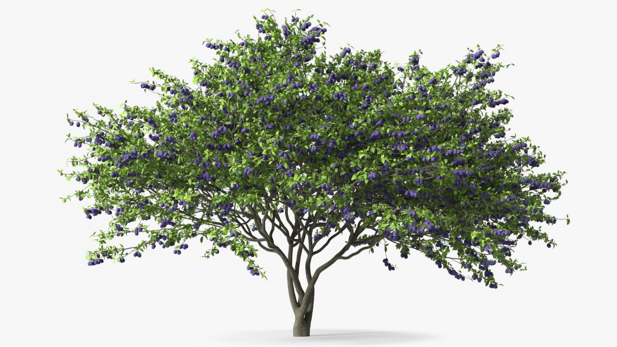 3D Plum Tree Purple Fruits model