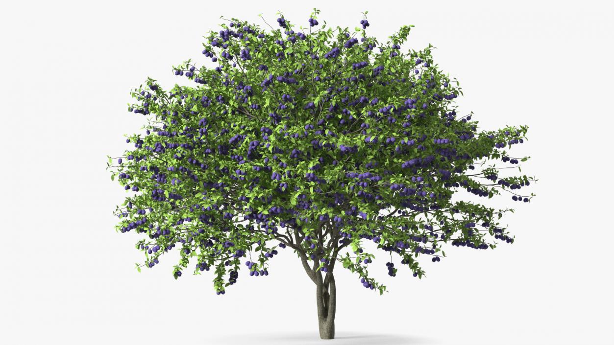 3D Plum Tree Purple Fruits model