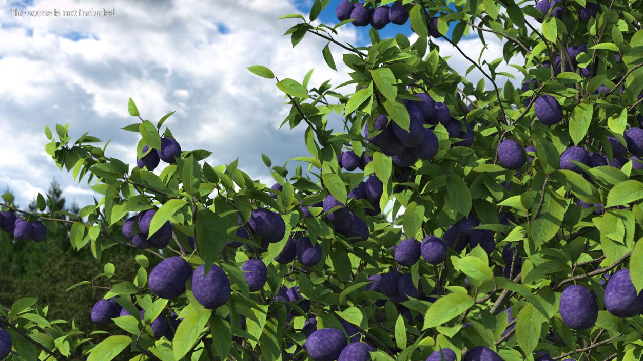 3D Plum Tree Purple Fruits model