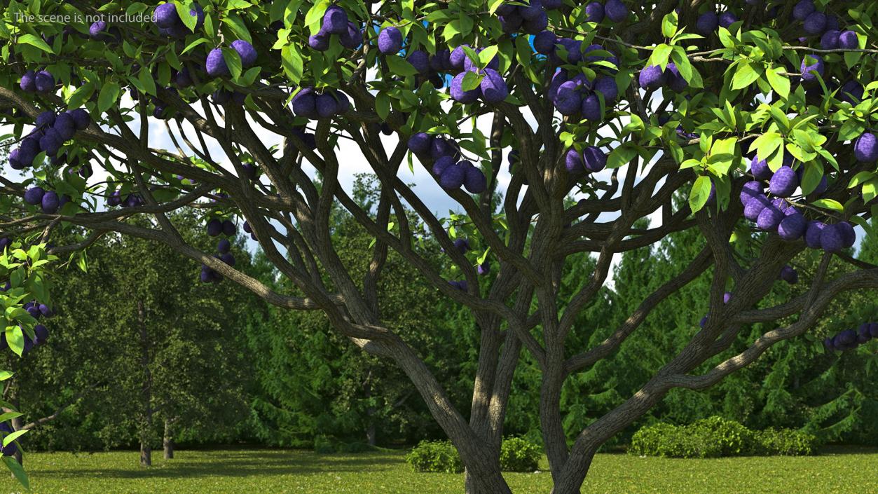 3D Plum Tree Purple Fruits model