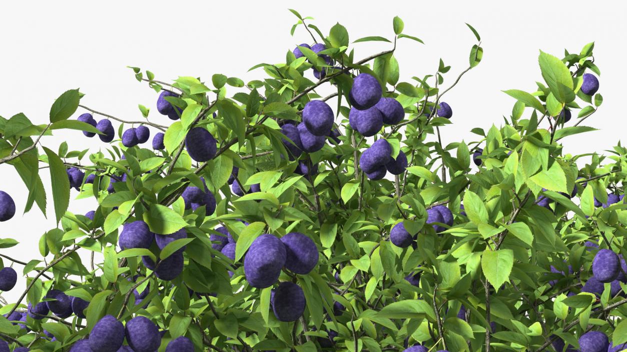 3D Plum Tree Purple Fruits model