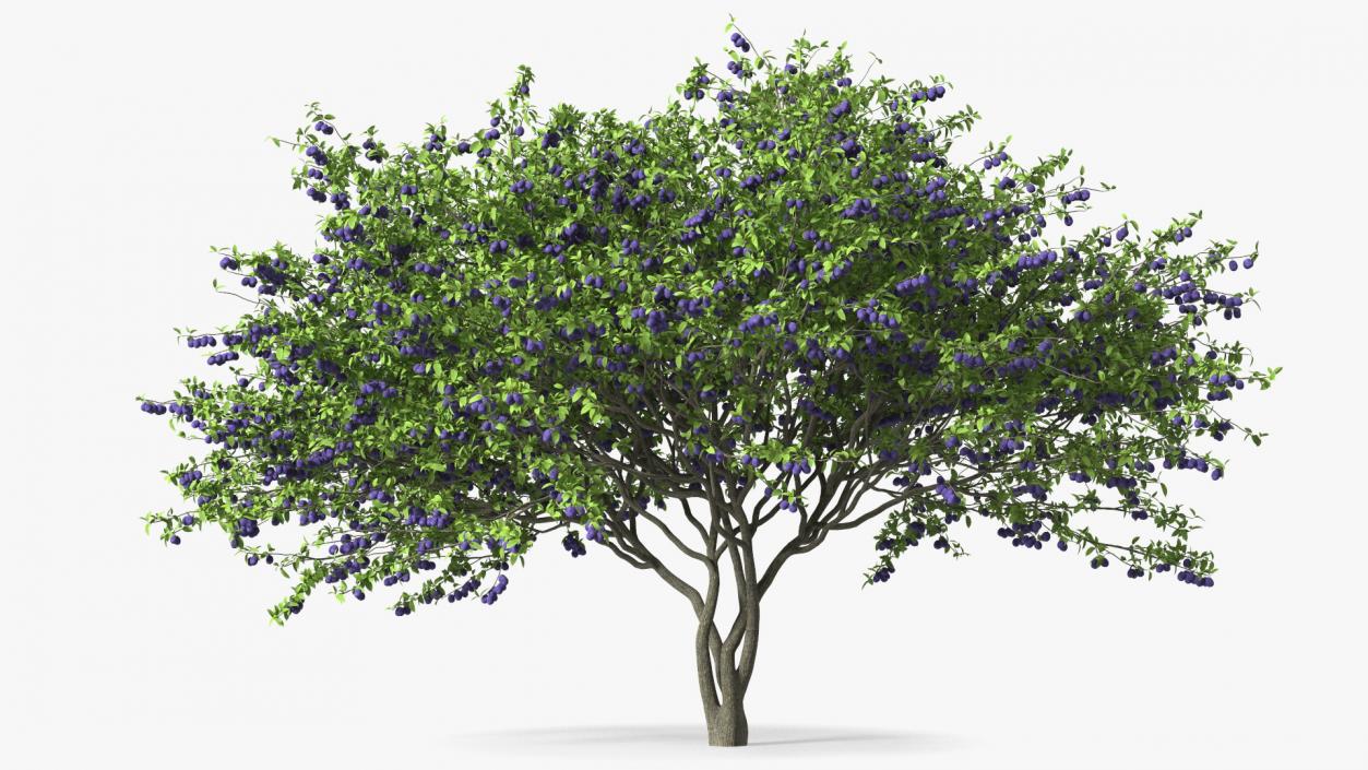 3D Plum Tree Purple Fruits model