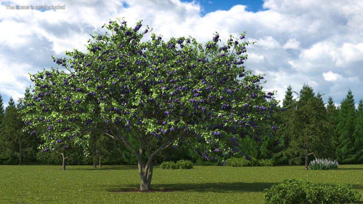 3D Plum Tree Purple Fruits model