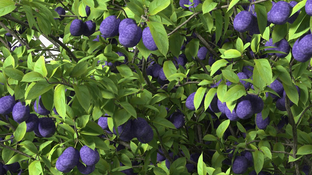 3D Plum Tree Purple Fruits model