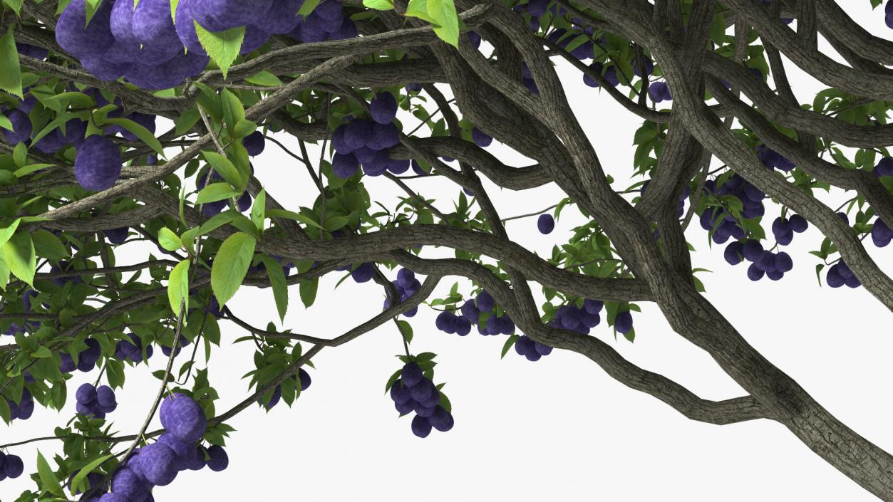 3D Plum Tree Purple Fruits model