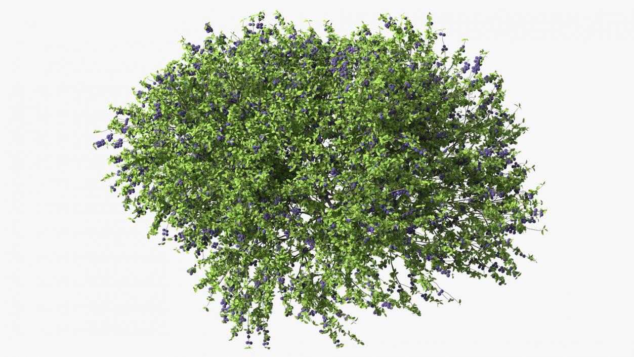 3D Plum Tree Purple Fruits model