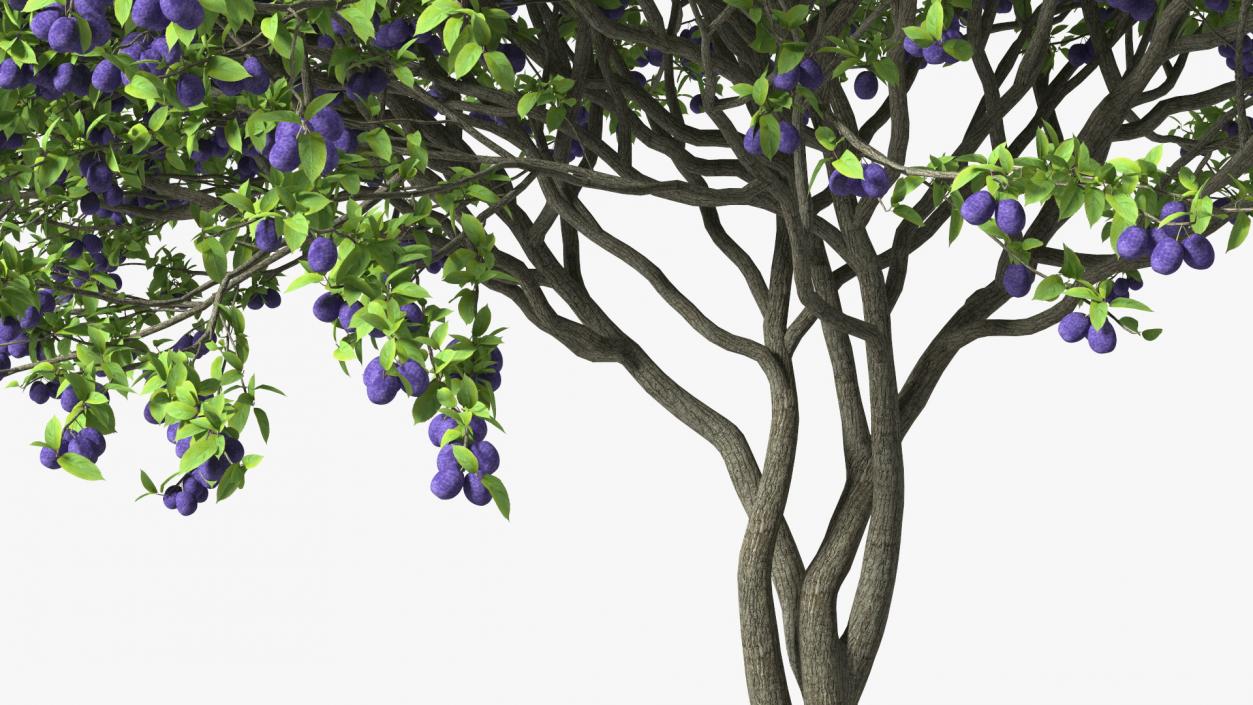 3D Plum Tree Purple Fruits model