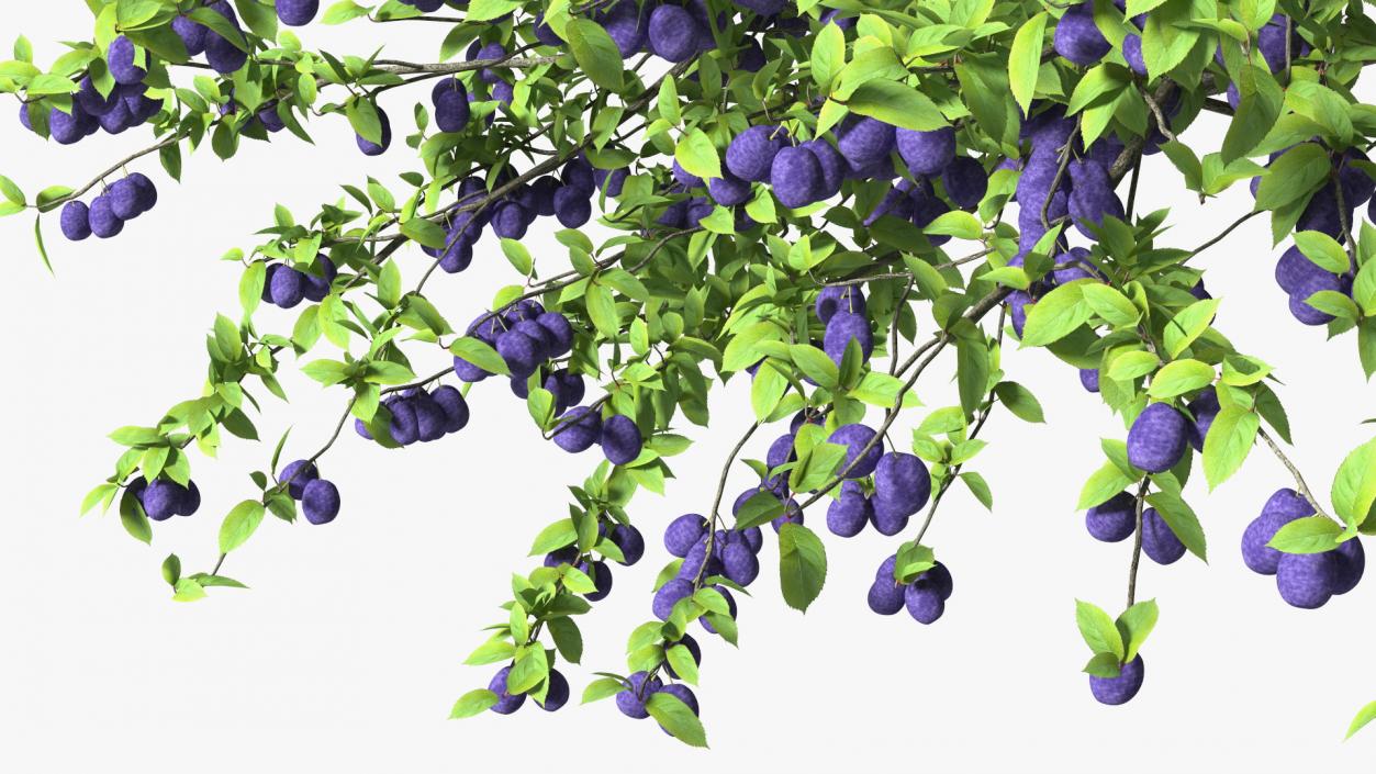 3D Plum Tree Purple Fruits model