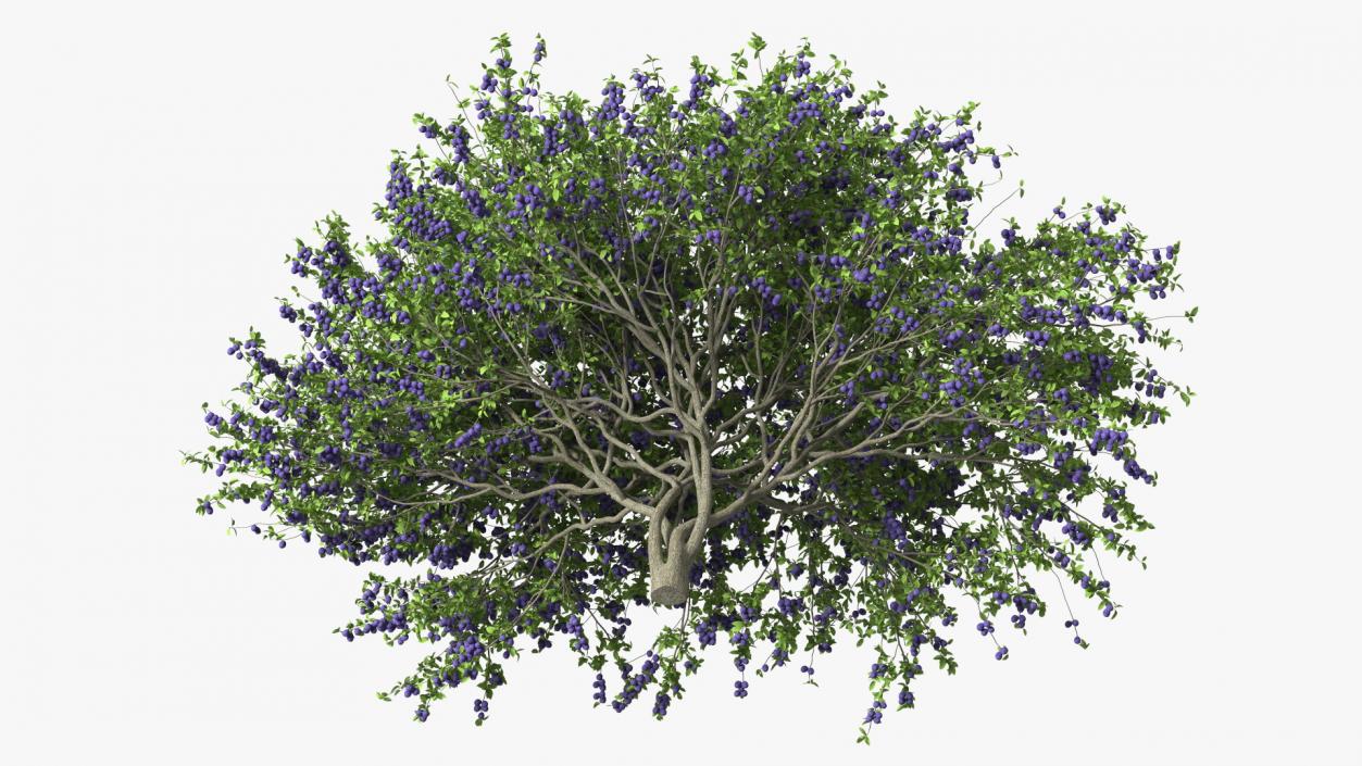 3D Plum Tree Purple Fruits model