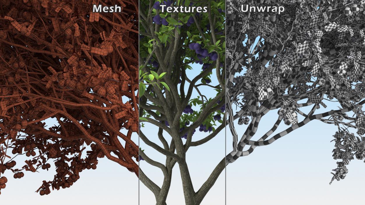 3D Plum Tree Purple Fruits model