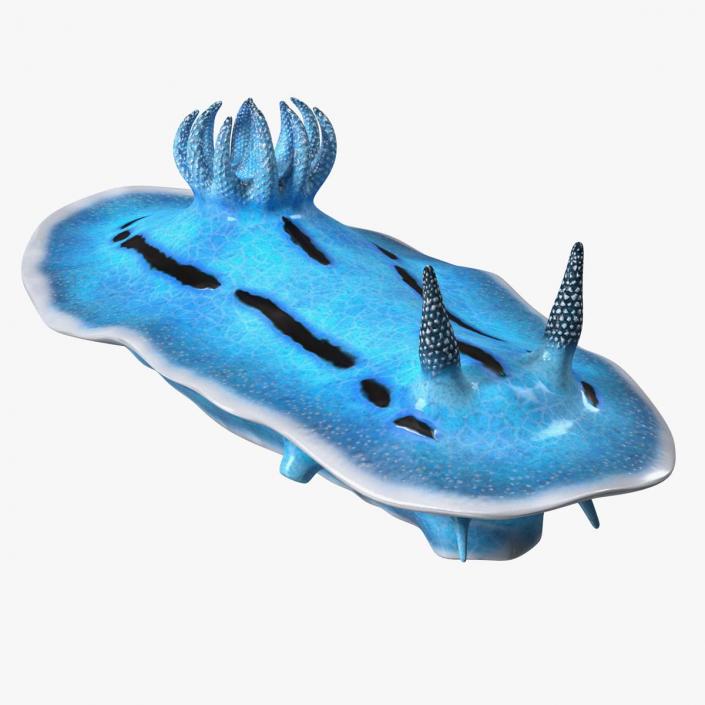 Blue Sea Slug Rigged for Cinema 4D 3D model