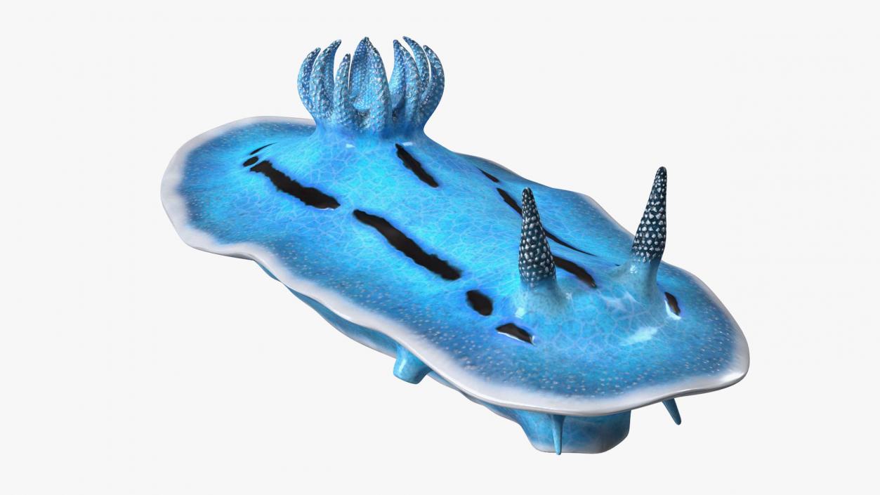 Blue Sea Slug Rigged for Cinema 4D 3D model