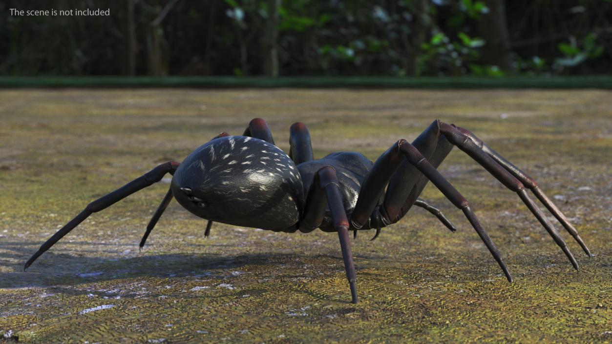 Black Wolf Spider Rigged 3D model