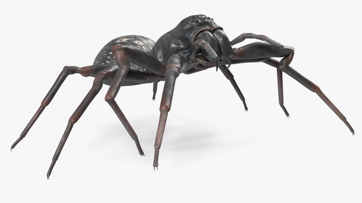 Black Wolf Spider Rigged 3D model