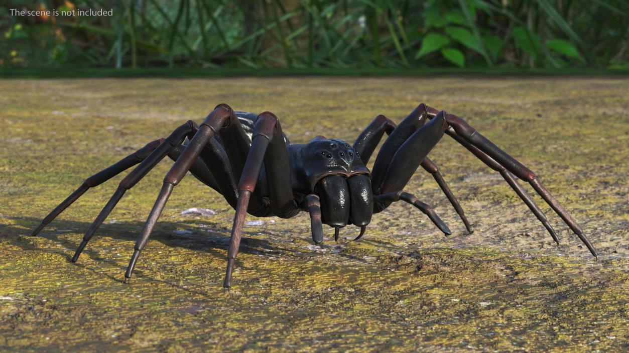 Black Wolf Spider Rigged 3D model