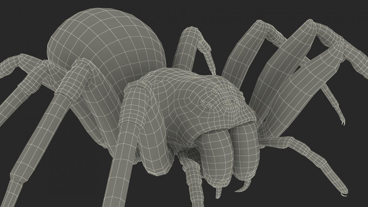 Black Wolf Spider Rigged 3D model