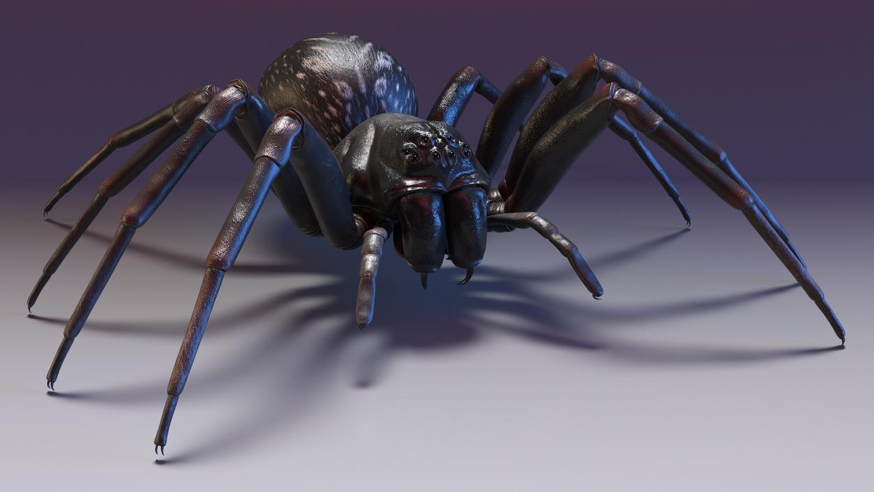 Black Wolf Spider Rigged 3D model